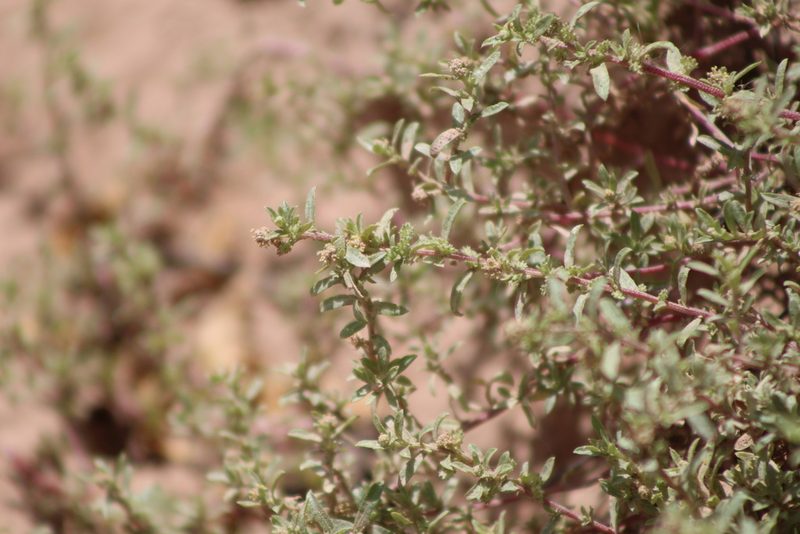 Atriplex pamparum, photographed by demianlescano