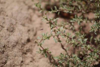 Atriplex pamparum, photographed by demianlescano
