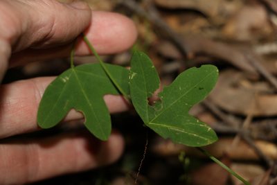 Passiflora aurantia, photographed by Greg Tasney