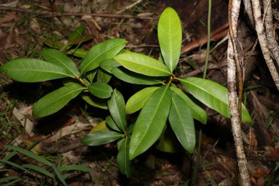 Pleioluma queenslandica, photographed by Greg Tasney