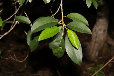 Ficus rubiginosa, photographed by Greg Tasney