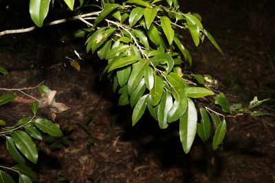 Drypetes deplanchei, photographed by Greg Tasney