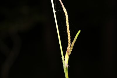 Gymnostachys anceps, photographed by Greg Tasney