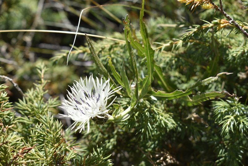 Centaurea cheiranthifolia, photographed by Сергей Крыленко