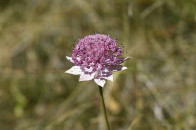Astrantia maxima, photographed by Сергей Крыленко