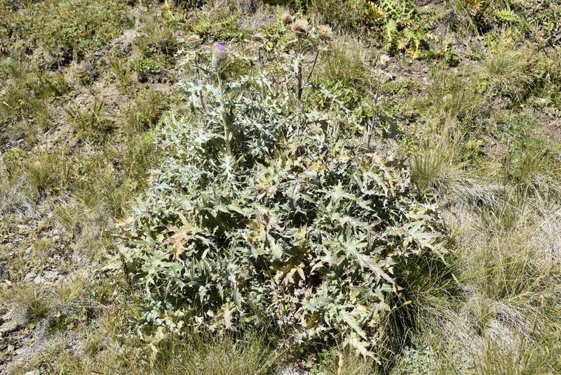 Cirsium cephalotes, photographed by Сергей Крыленко
