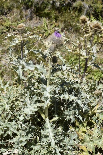 Cirsium cephalotes, photographed by Сергей Крыленко