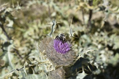 Cirsium cephalotes, photographed by Сергей Крыленко