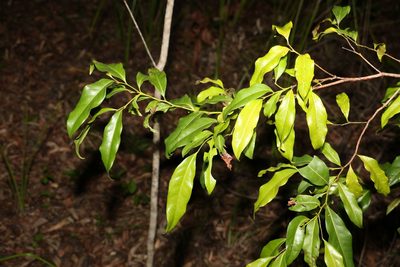 Beilschmiedia obtusifolia, photographed by Greg Tasney