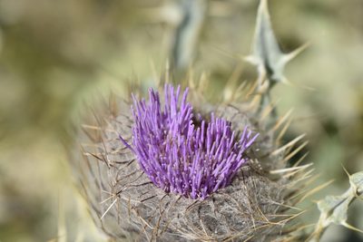 Cirsium cephalotes, photographed by Сергей Крыленко