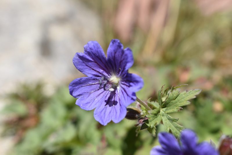 Geranium gymnocaulon, photographed by Сергей Крыленко