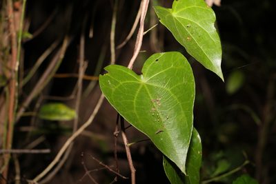 Sarcopetalum harveyanum, photographed by Greg Tasney