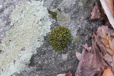 Ulota crispa, photographed by Violet T.