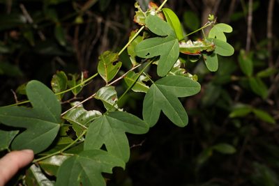 Passiflora aurantia, photographed by Greg Tasney