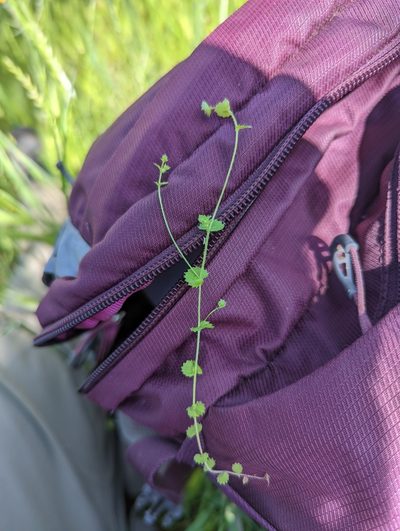 Heterocodon rariflorus, photographed by My-Lan Le