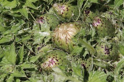 Cirsium scariosum