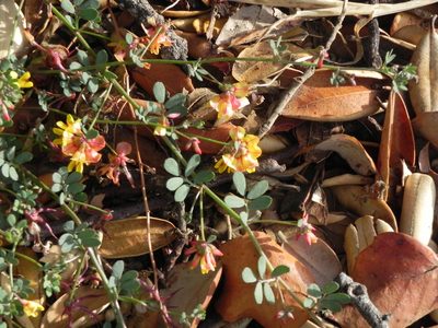 Acmispon prostratus, photographed by James C. Davis