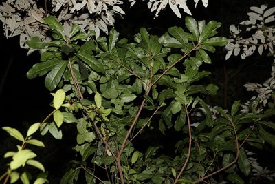 Planchonella pohlmaniana, photographed by Greg Tasney
