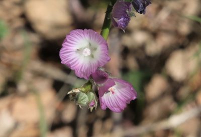 Sidalcea sparsifolia, photographed by Millie Basden
