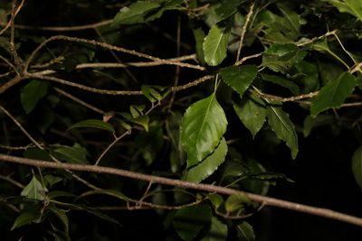 Auranticarpa rhombifolia, photographed by Greg Tasney