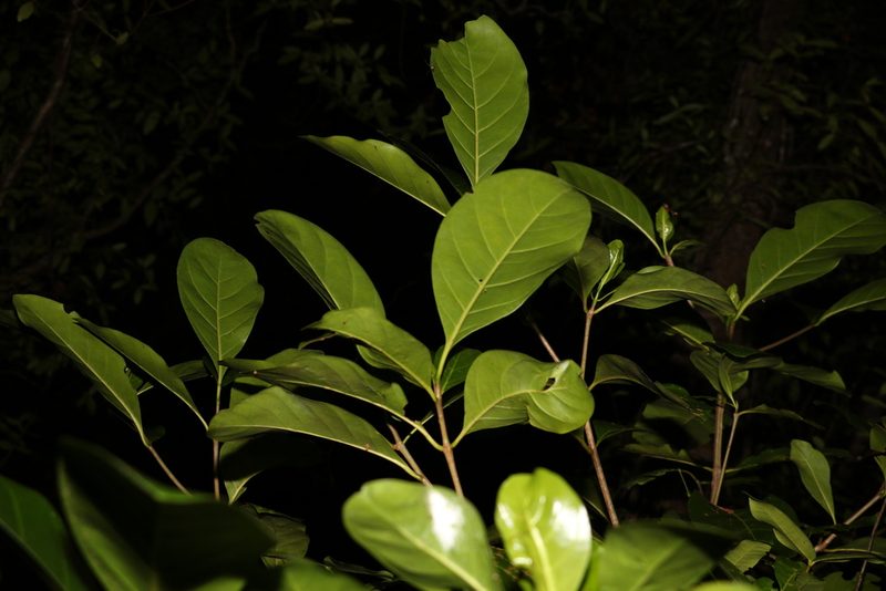 Atractocarpus fitzalanii, photographed by Greg Tasney