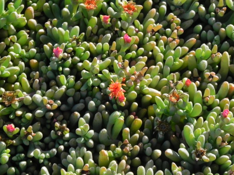 Malephora crocea, photographed by James C. Davis