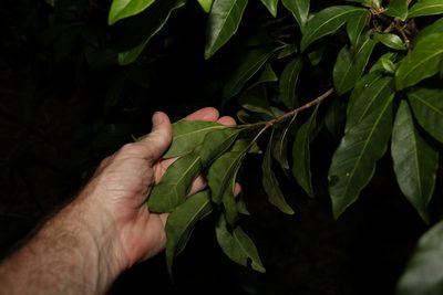 Pavetta australiensis, photographed by Greg Tasney