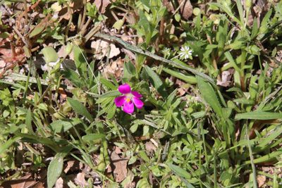 Calandrinia ciliata, photographed by Millie Basden