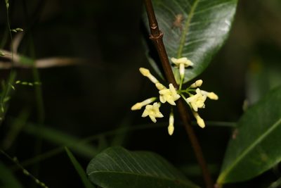 Melodinus australis, photographed by Greg Tasney