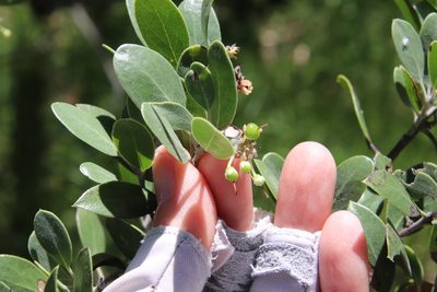 Arctostaphylos pungens, photographed by Millie Basden