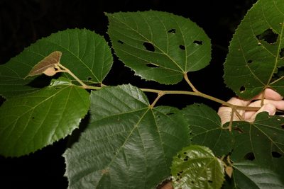 Commersonia bartramia, photographed by Greg Tasney