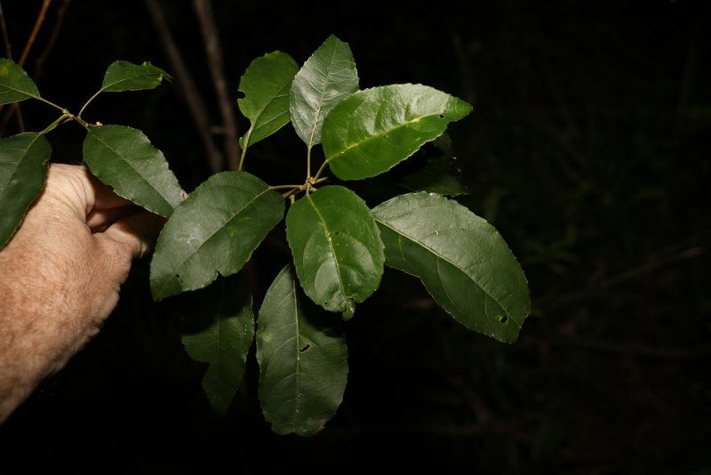 Claoxylon tenerifolium, photographed by Greg Tasney