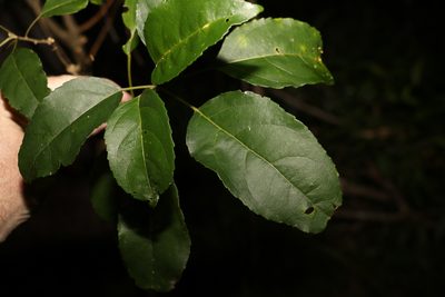 Claoxylon tenerifolium, photographed by Greg Tasney
