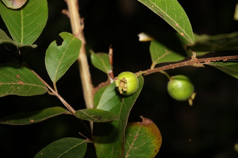 Psidium guineense, photographed by Greg Tasney