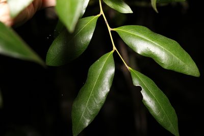 Diospyros pentamera, photographed by Greg Tasney