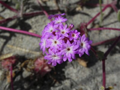 Abronia umbellata, photographed by James C. Davis