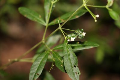 Zieria smithii, photographed by Greg Tasney