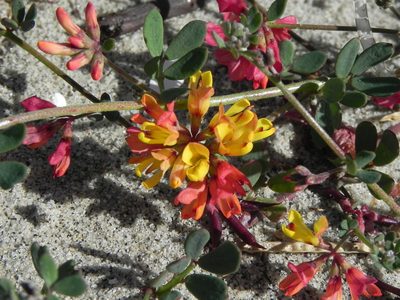 Acmispon prostratus, photographed by James C. Davis