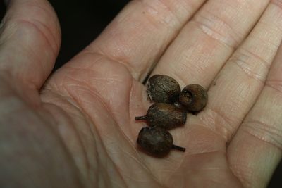 Corymbia intermedia, photographed by Greg Tasney