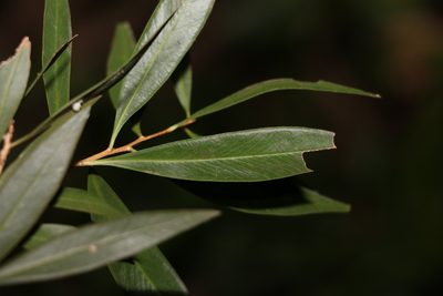 Melaleuca lophantha, photographed by Greg Tasney