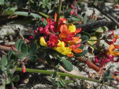 Acmispon prostratus, photographed by James C. Davis