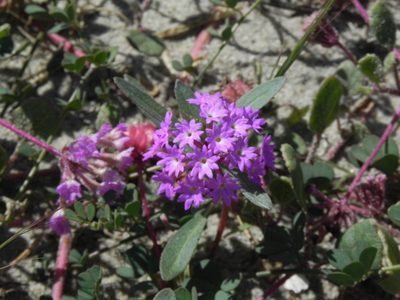 Abronia umbellata, photographed by James C. Davis