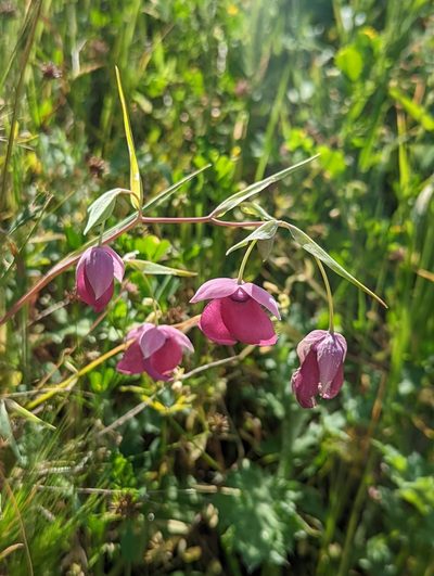 Calochortus amoenus, photographed by My-Lan Le
