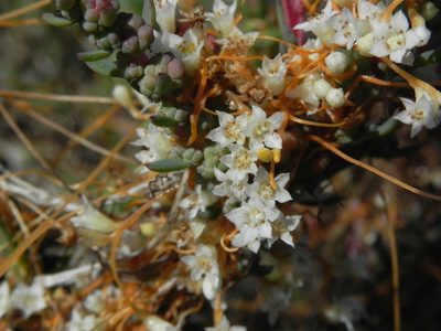 Cuscuta pacifica, photographed by James C. Davis
