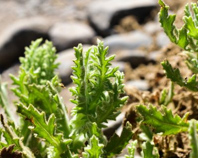 Senecio adenotrichius, photographed by Nicolás Villaseca Merino