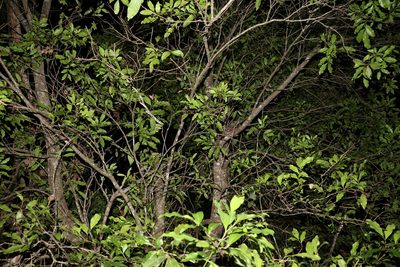 Guioa acutifolia, photographed by Greg Tasney