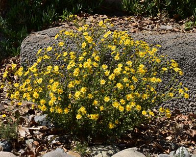 Senecio adenotrichius, photographed by Nicolás Villaseca Merino