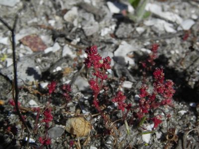 Crassula connata, photographed by James C. Davis