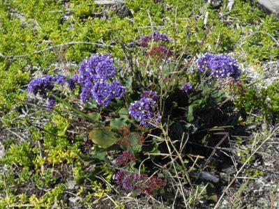 Limonium perezii, photographed by James C. Davis