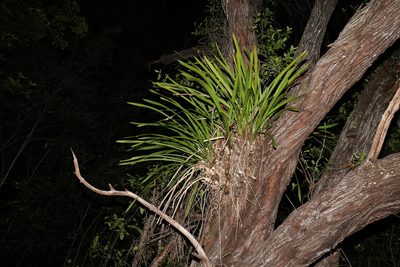 Cymbidium madidum, photographed by Greg Tasney